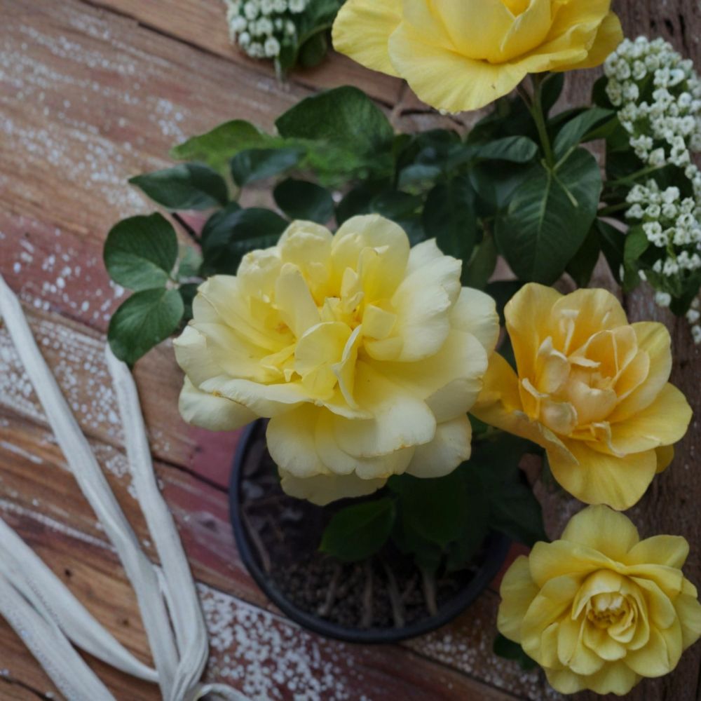 Sunsprite Floribunda Rose Bush | 1 Gallon Live Plant | Deep Yellow Blooms | Rosa Hybrid | Fragrant Flowering Shrub
