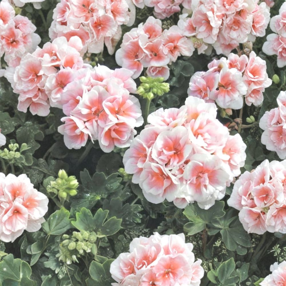 Pink White Geranium Seeds | 10 Flower Seeds | Pelargonium | Easy to Grow for Hanging Baskets & Patio Gardens