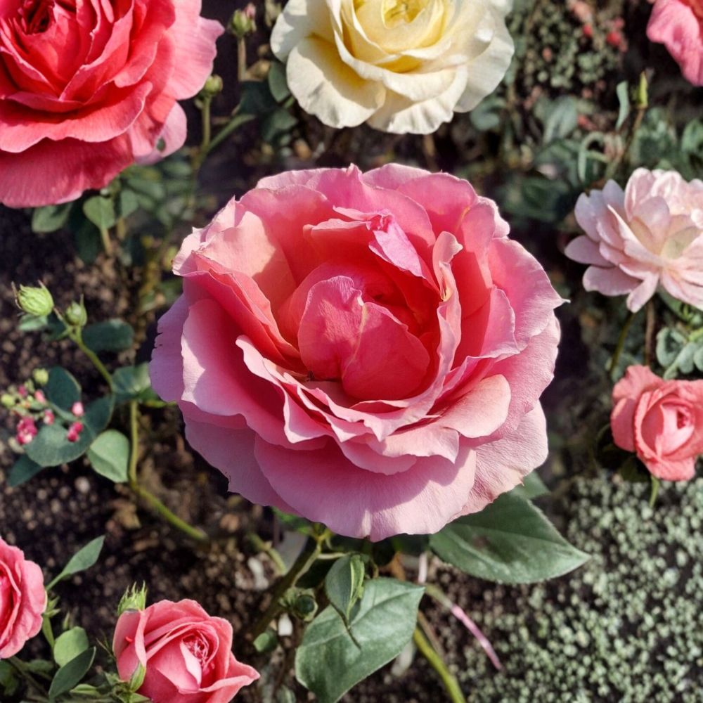 Princesse de Monaco Grandiflora Rose Bush | 3 Gallon | Pink Flowering Shrub | Rosa Hybrid 'Princesse de Monaco'