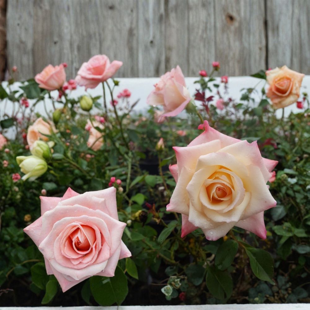 Peace Rose Live Plant - 5 Gallon Yellow Blend Hybrid Tea Bush - Rosa Hybrid Tea 'Peace' - Two-Year-Old Established Plant
