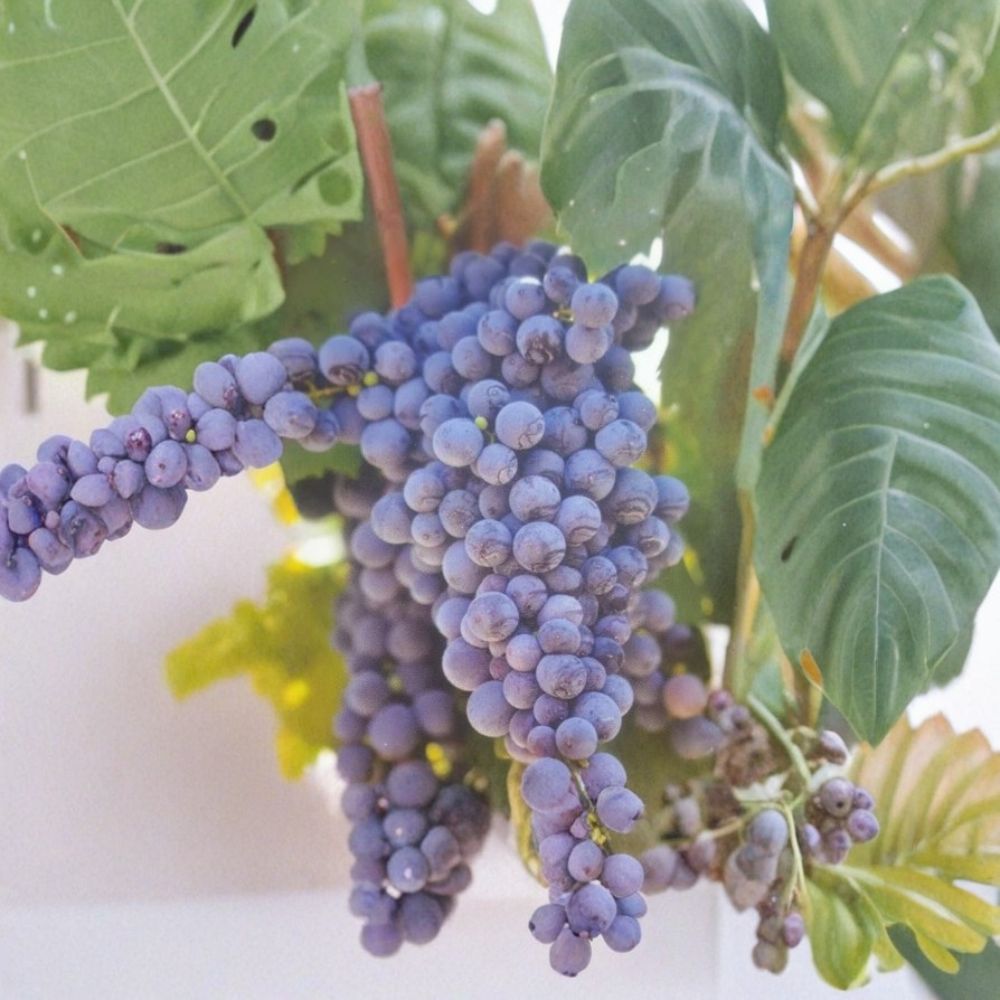 Fredonia Grape Vine 3 Gallon | Vitis labrusca | Early Ripening Cold-Hardy Fruit Vine | Easy to Grow for Home Gardens