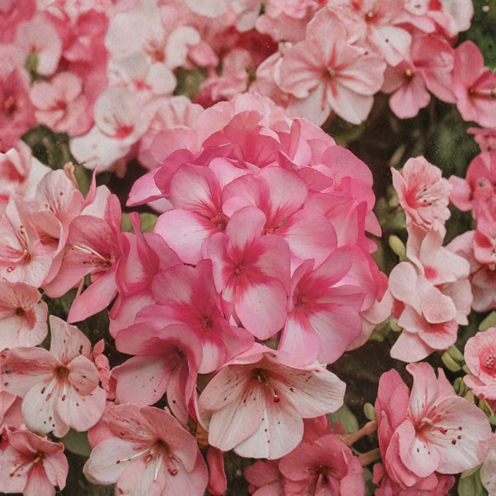 Maverick Star Geranium Seeds - 8 Annual Flower Seeds - Pink & White Bicolor Blooms - Pelargonium x hortorum - Container Plant