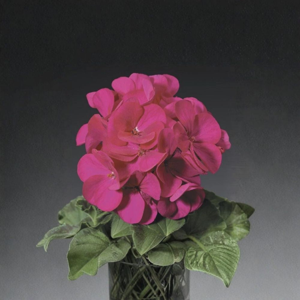 Ringo Violet Geranium Seeds | 15 Premium Seeds | Early Blooming Pelargonium hortorum | Patio & Window Box Friendly