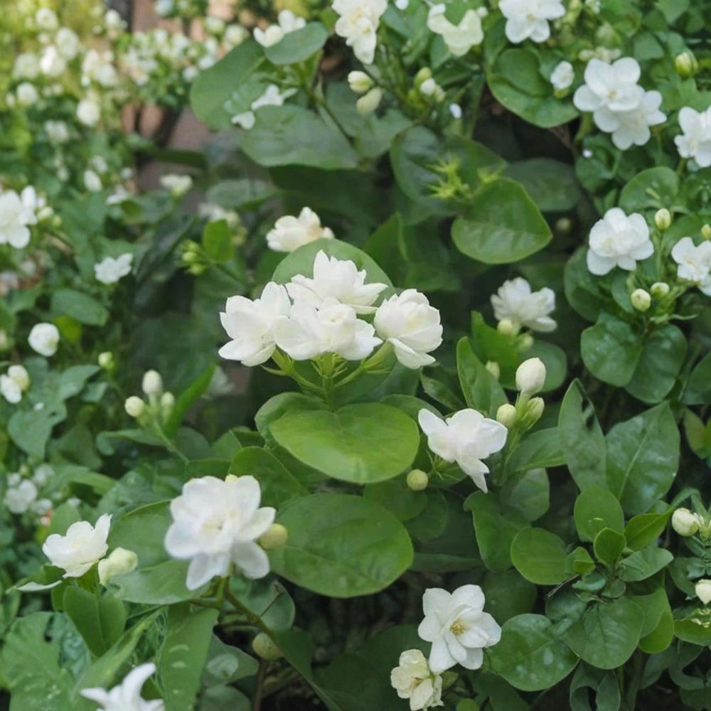 Arabian Jasmine Seeds - 10 Pure White Flower Seeds, Fragrant Indoor Outdoor Plant, Jasminum sambac, Bonsai Friendly