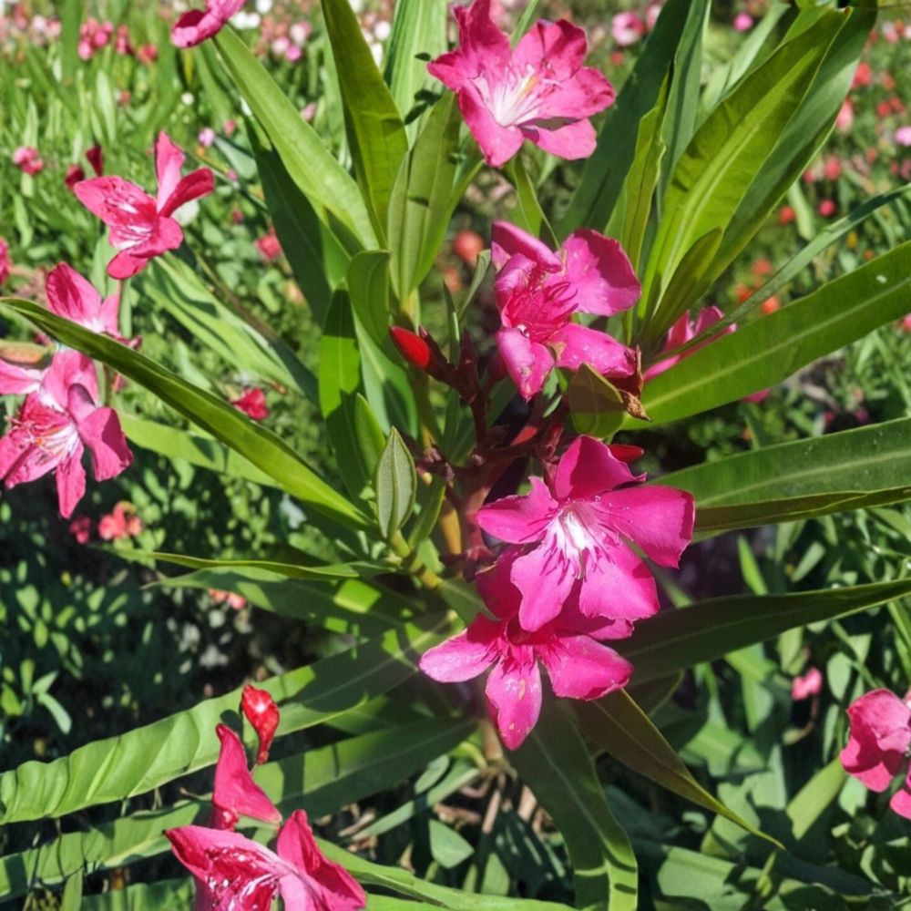 Pink Oleander Live Plant 2 Gallon | Nerium oleander Pink Flowering Evergreen Shrub | Landscape Hedge & Easy to Grow