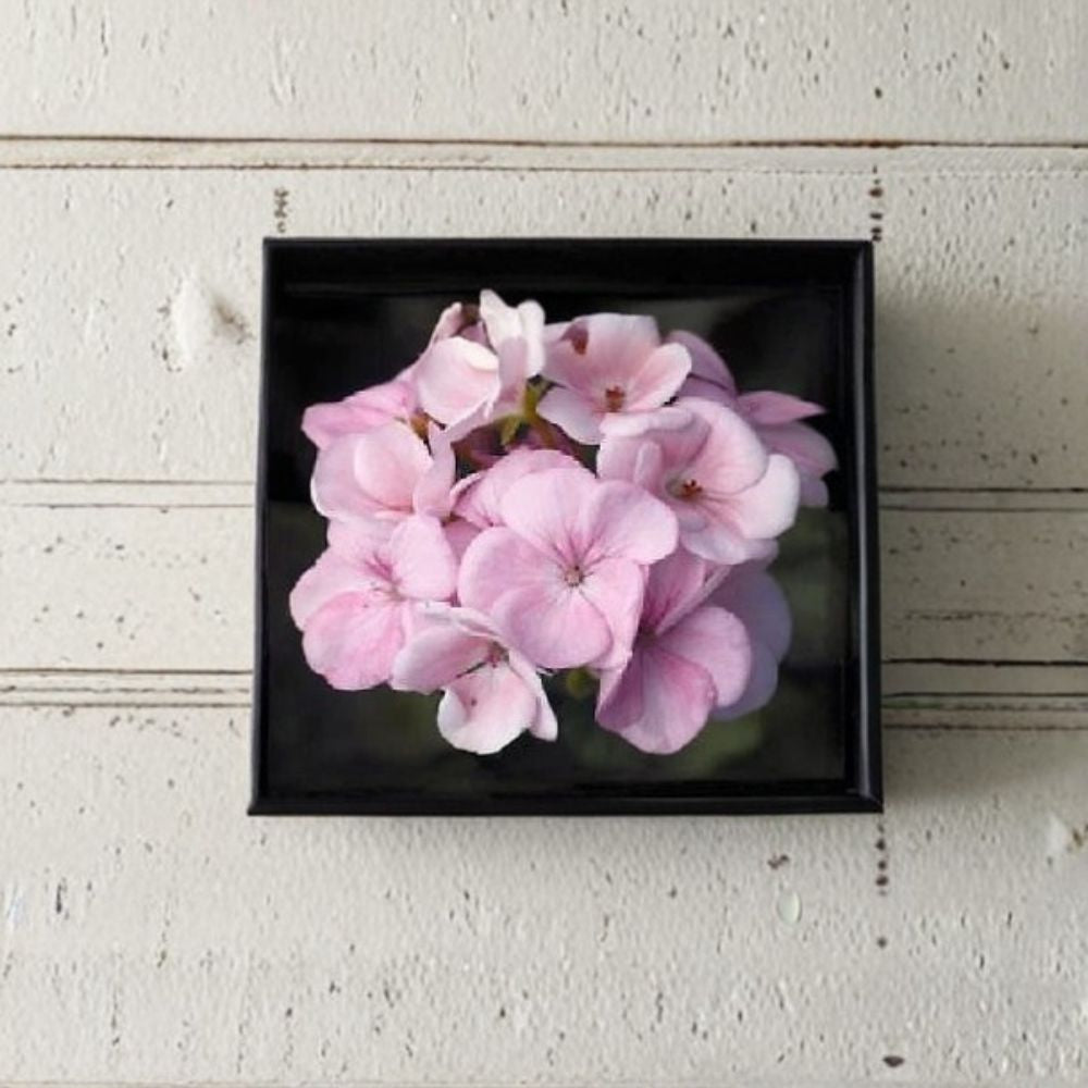 Geranium Seeds - 1,000 Seeds - Maverick Appleblossom - Pelargonium x hortorum - White & Pink Blooms - Easy to Grow & Container Friendly