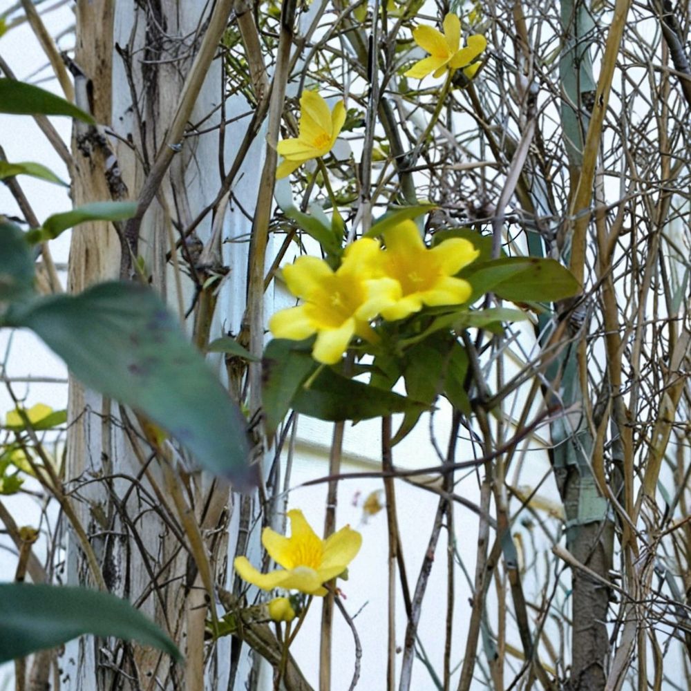 Carolina Jasmine Vine Seeds | 25+ USA Grown Seeds | Fragrant Yellow Flowers | Gelsemium sempervirens