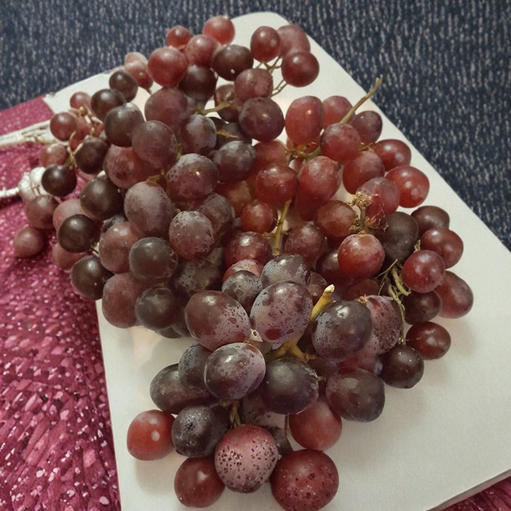 Red Globe Grape Vine 3 Gallon Live Plant | Self-Fertile Vitis vinifera | Delicious Fresh Eating, Juice & Wine Grape