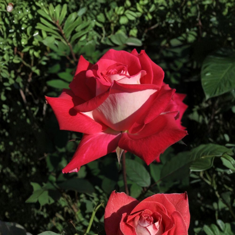 LOVE Grandiflora Rose Bush | 3 Gallon Ruby Red & White Blooms | Rosa Grandiflora 'LOVE' | Fragrant Flowering Plant