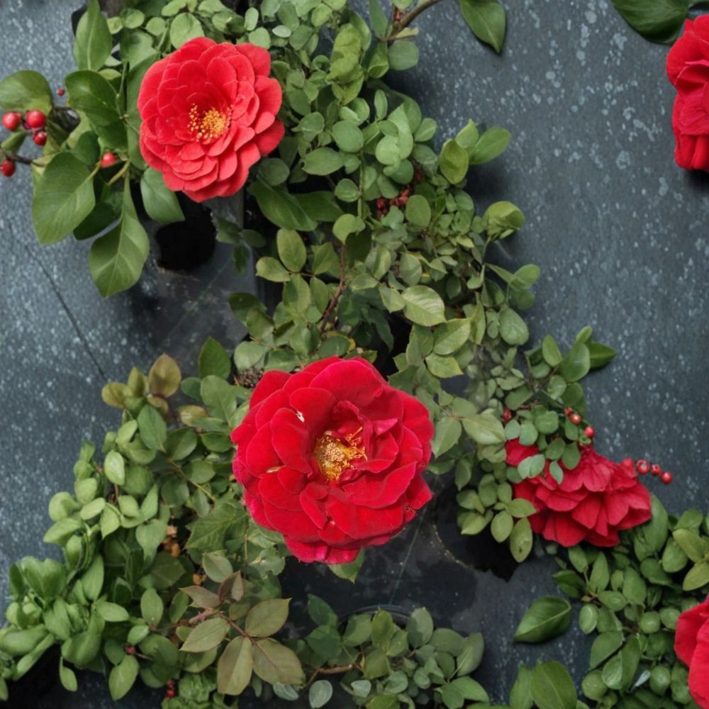 Mr. Lincoln Rose Plant | 2 Gallon | Deep Red Hybrid Tea Rose | Rosa Hybrid 'Mr. Lincoln' | Fragrant & Easy to Grow