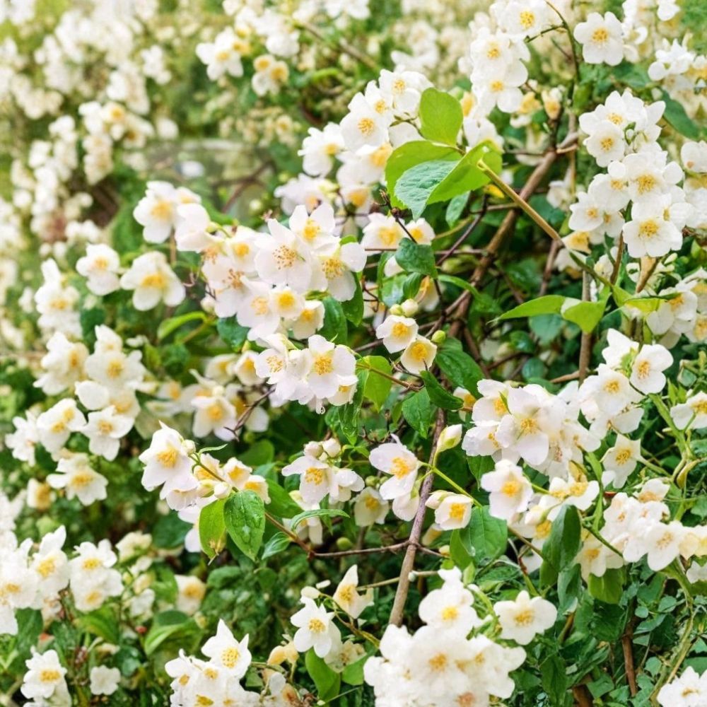 Sweet Mock Orange Plants 3 Pack Bare Root | Fragrant White Flowers | Philadelphus coronarius | Hardy Shrubs for Garden Hedge