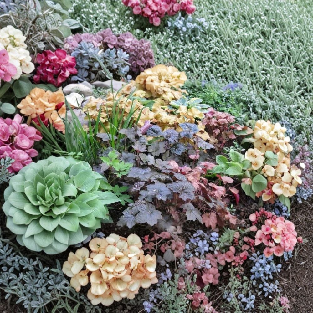 Coral Bells Seeds | 1,200 Heuchera Alumroot Seeds | Shade Garden Perennial | Pollinator Friendly | Easy to Grow
