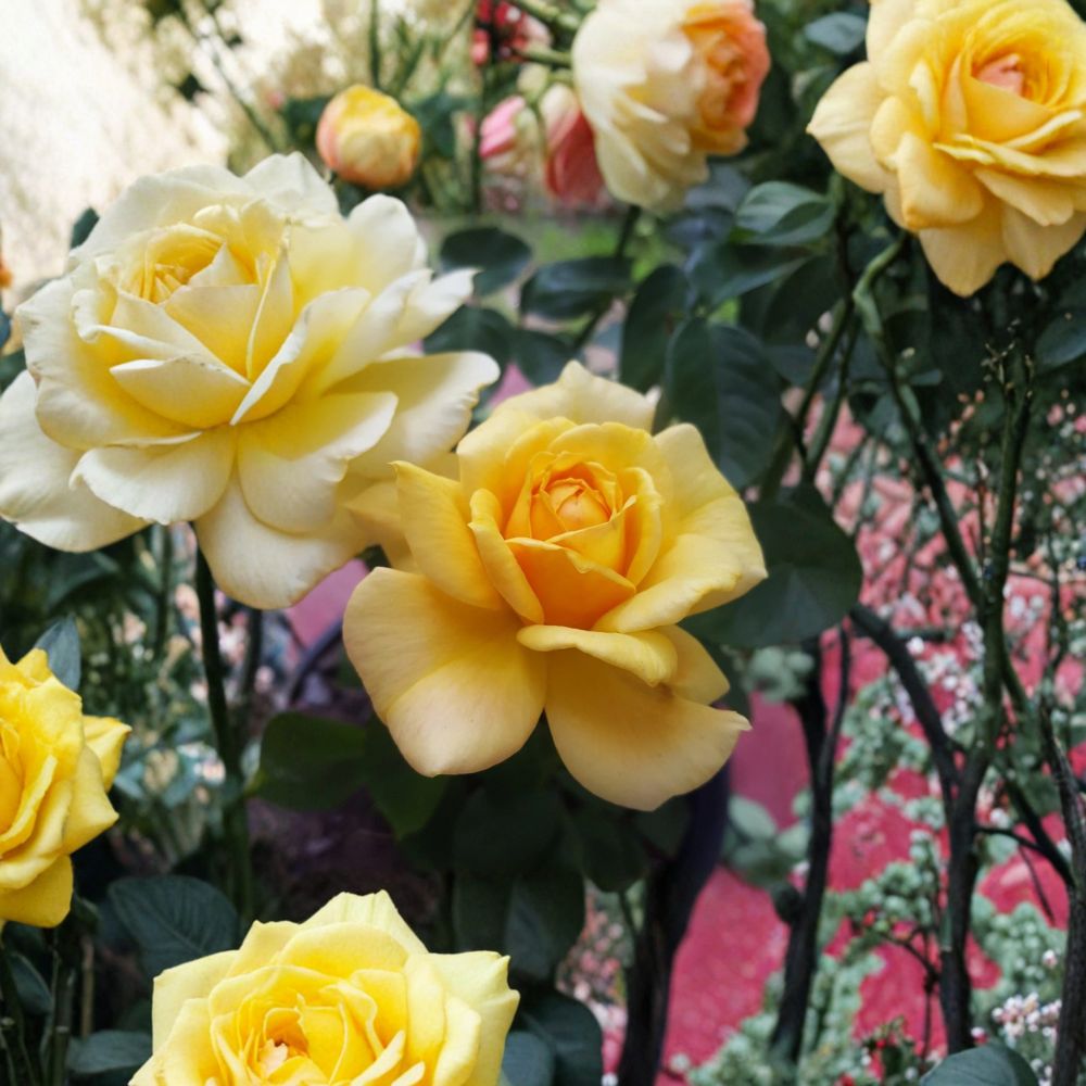 Sunsprite Floribunda Rose Bush | 2 Gallon Live Plant | Deep Yellow Blooms | Fragrant Flowering Shrub | Rosa Hybrid