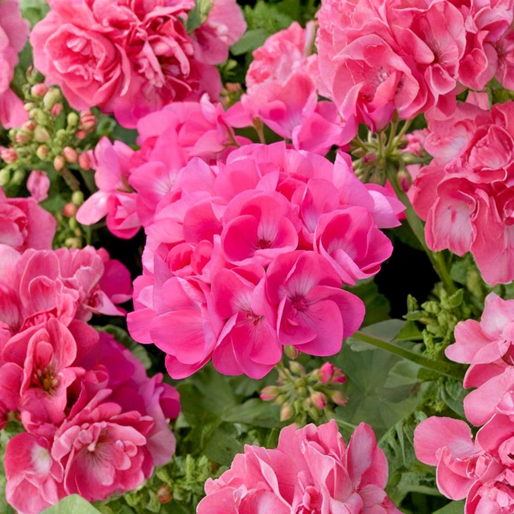 Pink Geranium Starter Plant | Pelargonium Seedling | Bare Root | Fast Growing Flower | Patio & Garden Friendly