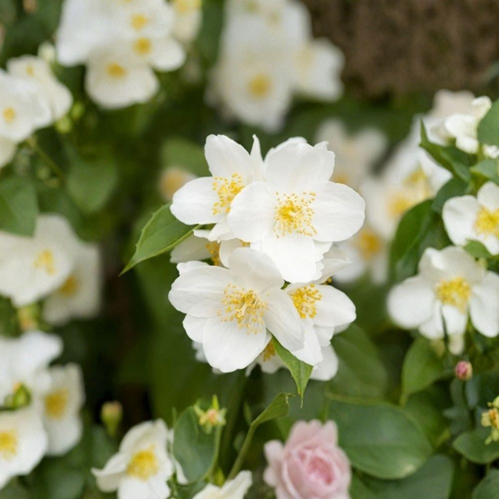 Sweet Mock Orange Plants - 5 Pack Bare Root - Fragrant White Blooms - Philadelphus coronarius - Hardy Garden Shrubs