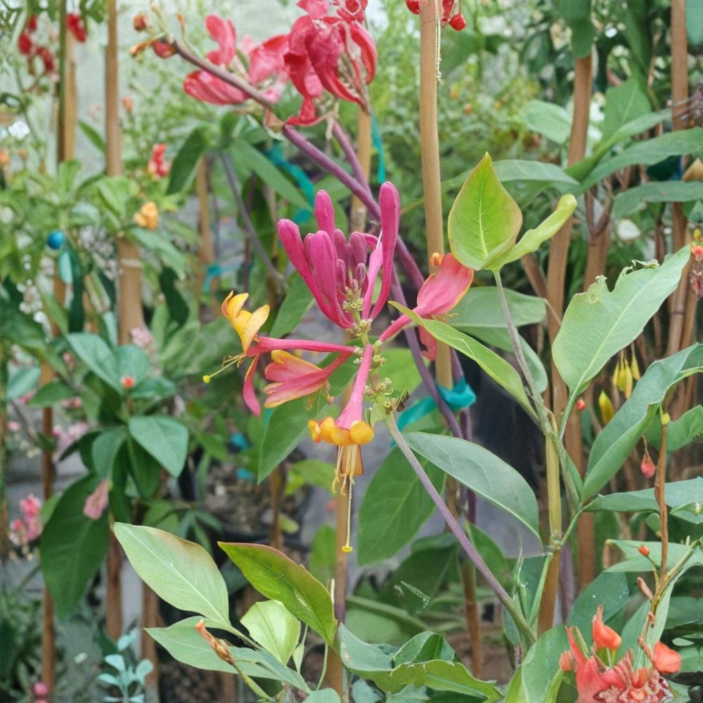 Pink Lemonade Honeysuckle Vine Plant | 3 Gallon | Lonicera | Fragrant Pink Flowers | Attracts Hummingbirds & Pollinators