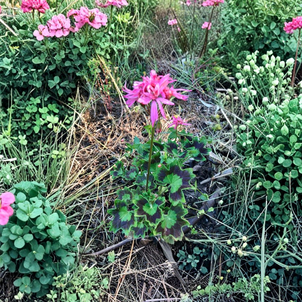 Rare Spiky Pink Pelargonium Geranium Cutting - 6 Inch Live Plant with Salmon Pink Blooms - Hardy Flowering Plant for Garden