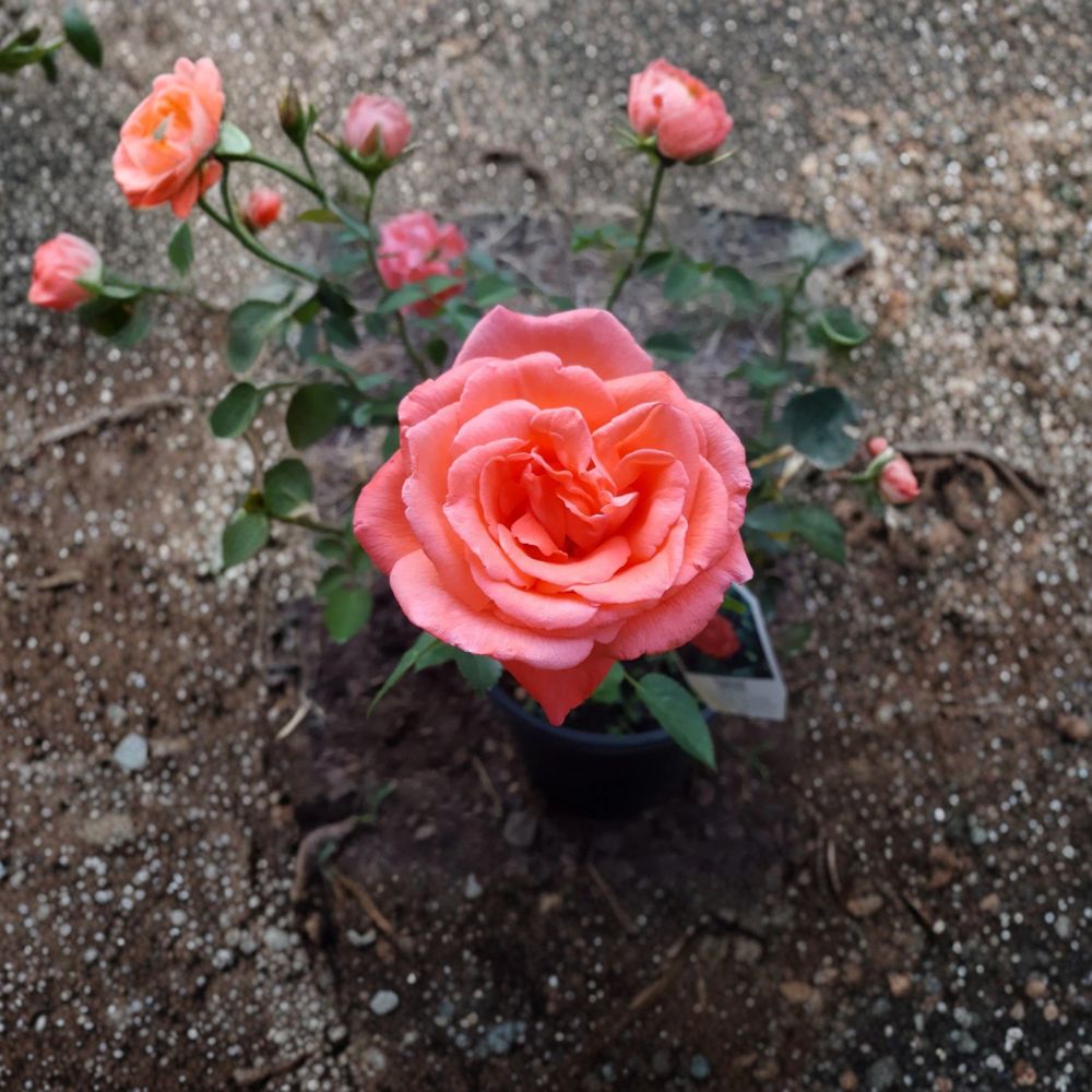 Tropicana Hybrid Tea Rose Plant 2 Gallon Orange Blooms Rosa Hybrid Tea 'Tropicana' Fragrant Flowering Shrub Live Plant