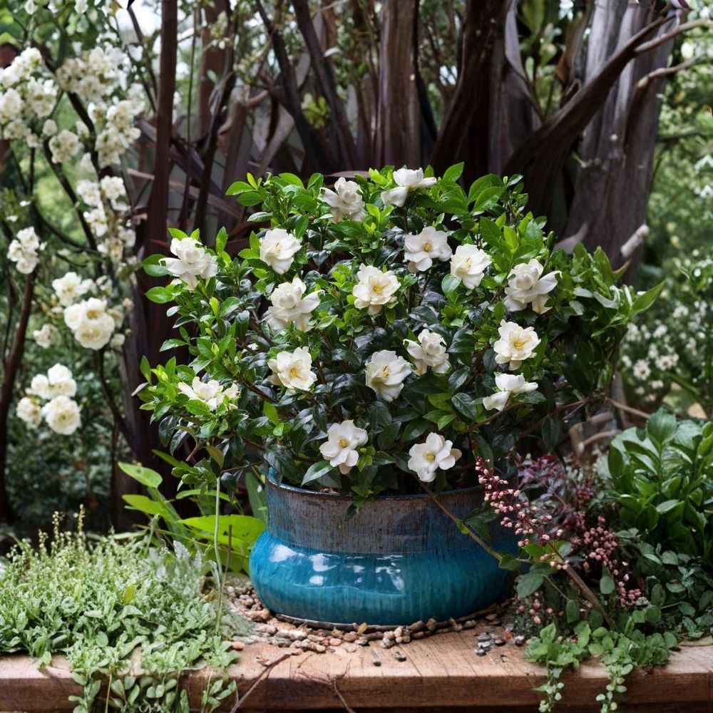 Live Jubilation Gardenia Plant | 2.5 Qt Pot | Fragrant White Blooms | Gardenia jasminoides | Evergreen Shrub for Patio & Garden