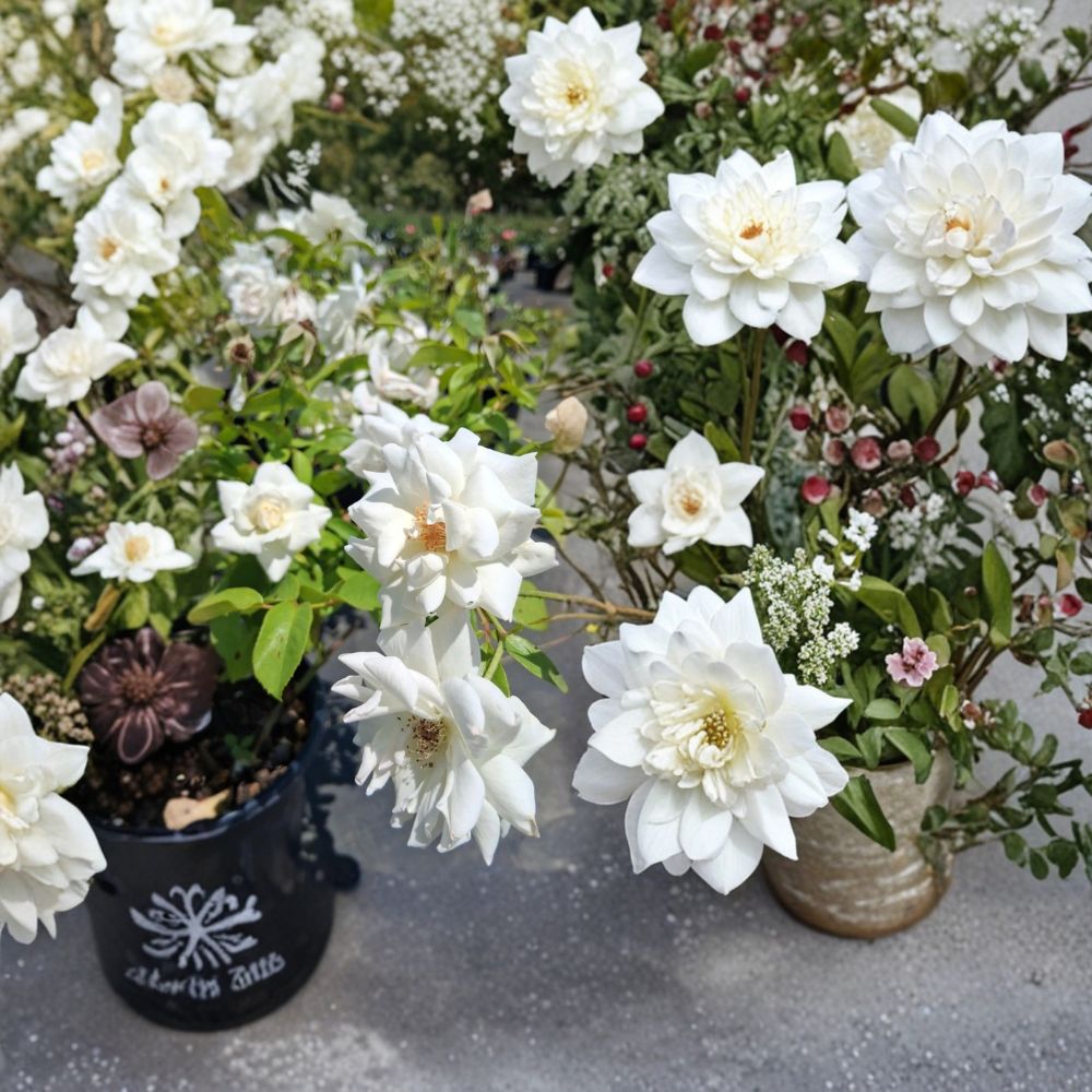 Iceberg Floribunda Rose Plant | 1 Gallon | Pure White Blooms | Rosa Hybrid 'Iceberg' | Easy to Grow, Repeat Bloomer