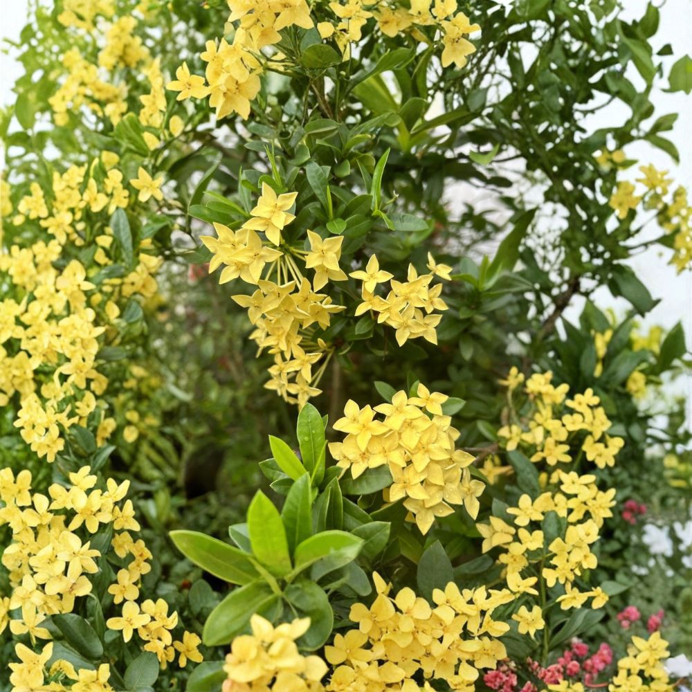 Rare Yellow Ixora Coccinea Seeds - 5 Jungle Geranium Seeds | Tropical Flowering Shrub | Container Friendly