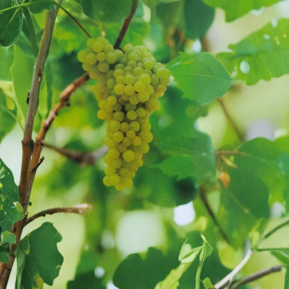 Lakemont Seedless White Grape Vine | 3 Gallon Live Plant | Sweet Grapes | Vitis vinifera 'Lakemont' | Self-Fertile Garden Vine