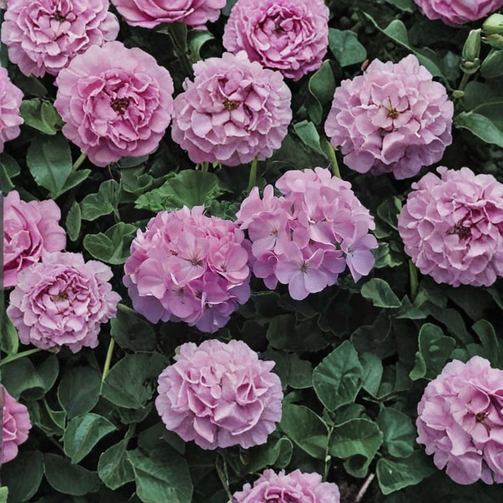 Geranium Seeds | 1,000 Seeds | Maverick Quicksilver | Pelargonium x hortorum | Silvery Lavender Blooms | Easy to Grow