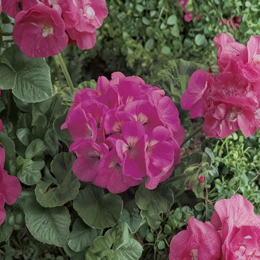 Maverick Pink Geranium Seeds - 10 Pelargonium Seeds for Vibrant Blooms - Annual Patio & Garden Plant - Pelargonium x hortorum