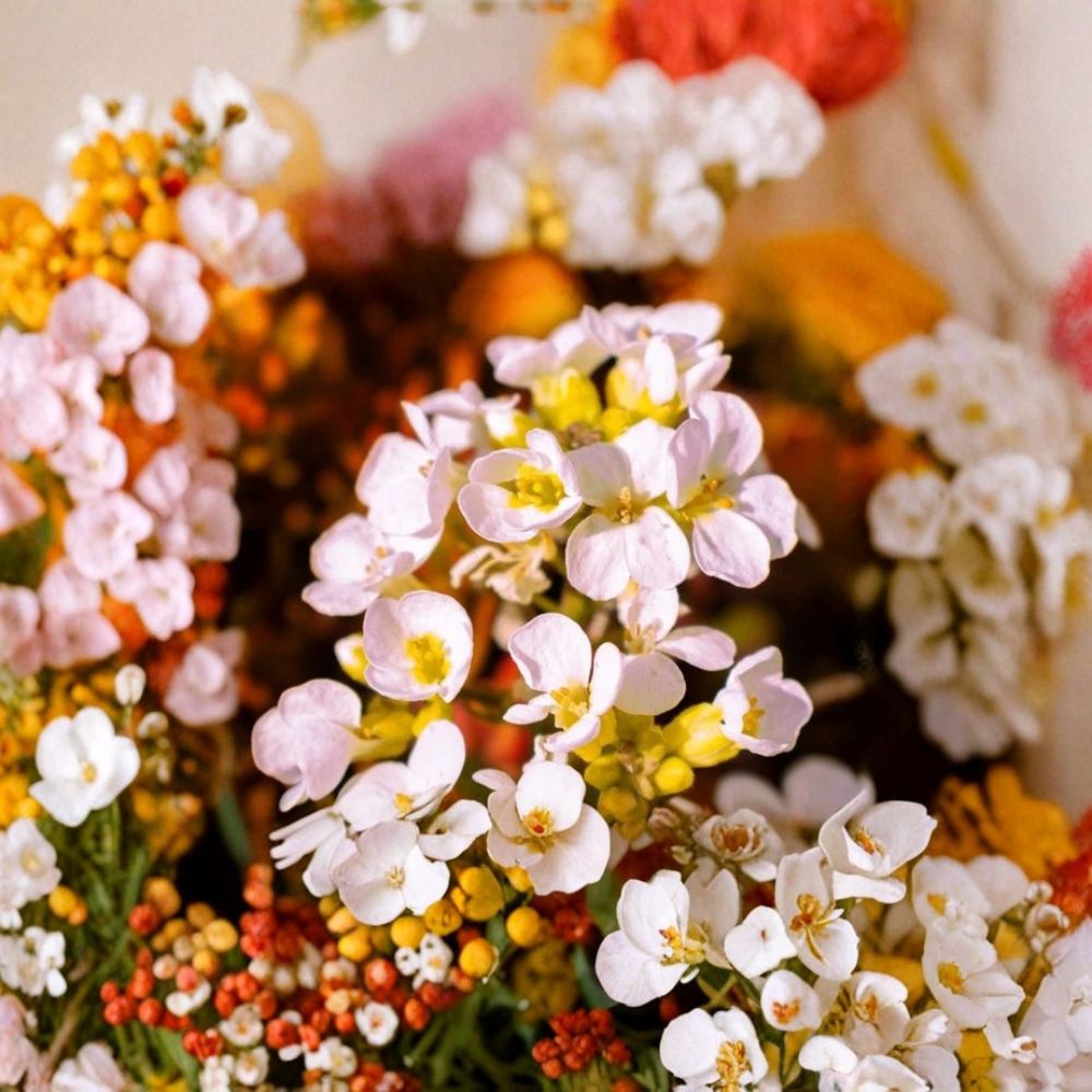 Rock Jasmine Seeds | 10 Seeds | Androsace albana | Cold Hardy Perennial | Alpine Ground Cover Flower