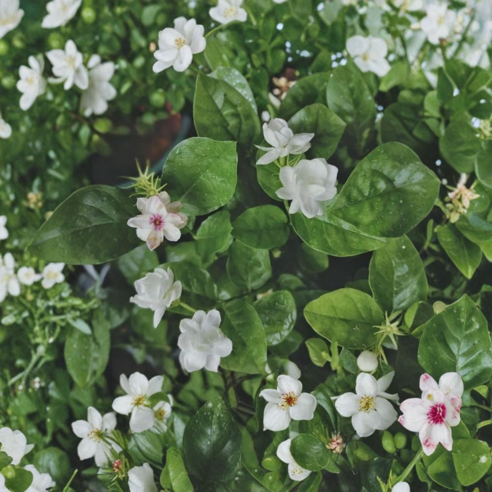 Jasmine Flower Seeds - 12 Pack | Fragrant Blooming Plant | Jasminum spp. | Easy Indoor & Outdoor Gardening
