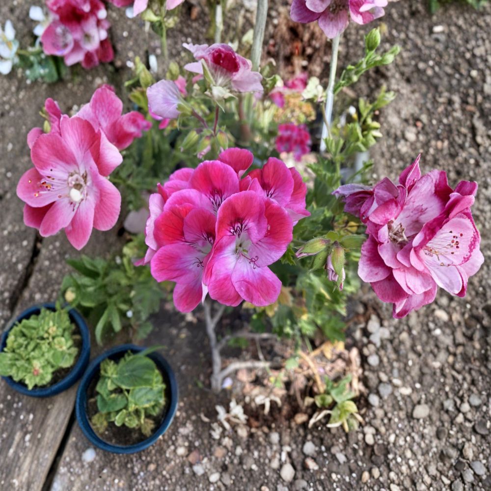 Organic Regal Geranium Cuttings - 5 Live Cuttings, Pelargonium × domesticum, Easy to Grow, Sun Loving Flower Plant