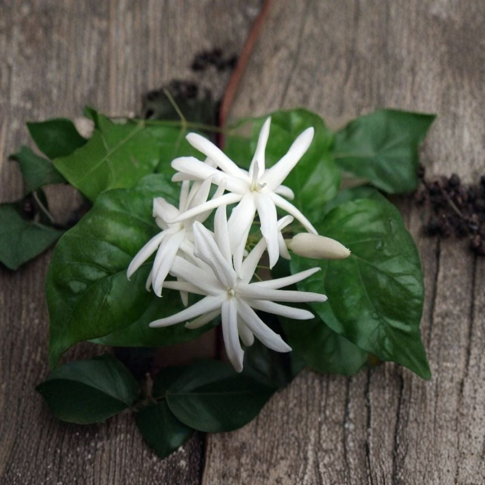 Belle of India Jasmine Plant 6" Pot Fragrant White Blooms Jasminum sambac Indoor Outdoor Night Blooming Vine