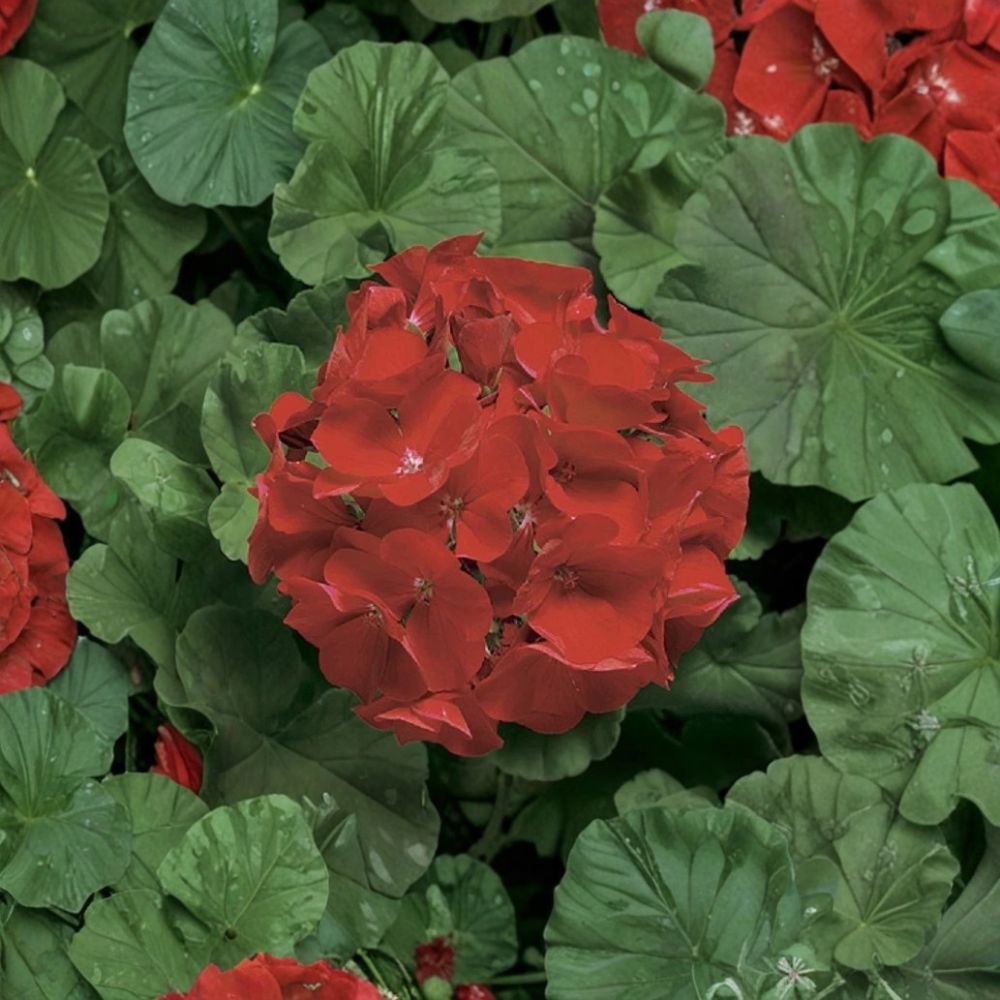 Ringo Deep Scarlet Geranium Seeds - 15 Pelargonium Flower Seeds | Early Blooming Red | Perfect for Patio & Window Boxes