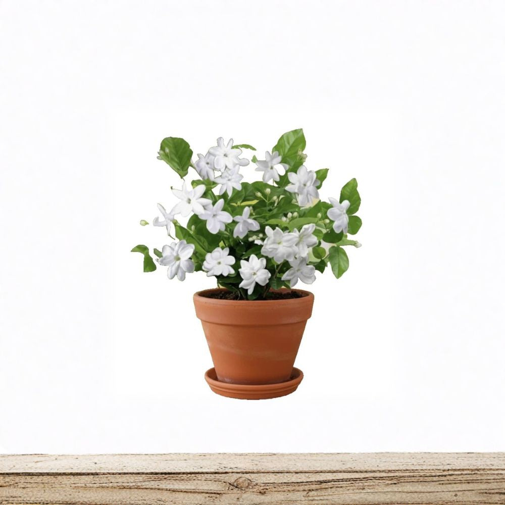Maid of Orleans Arabian Jasmine Live Plant | Rooted Starter in Pot | Highly Fragrant White Flowers | Jasminum sambac