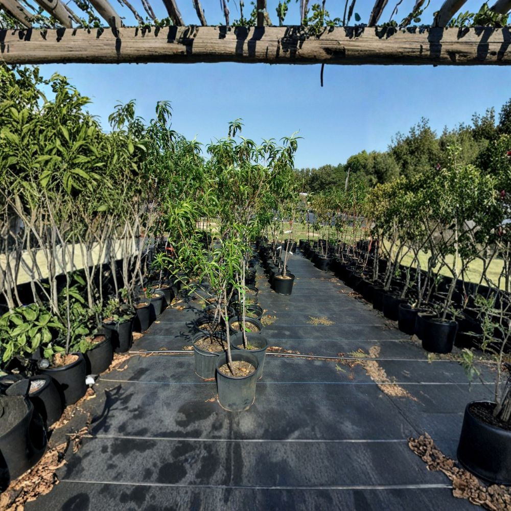 Garden State Nectarine Tree Live Plant | Self-Fertile Variety | Sweet White Flesh Fruit | Prunus persica var. nucipersica