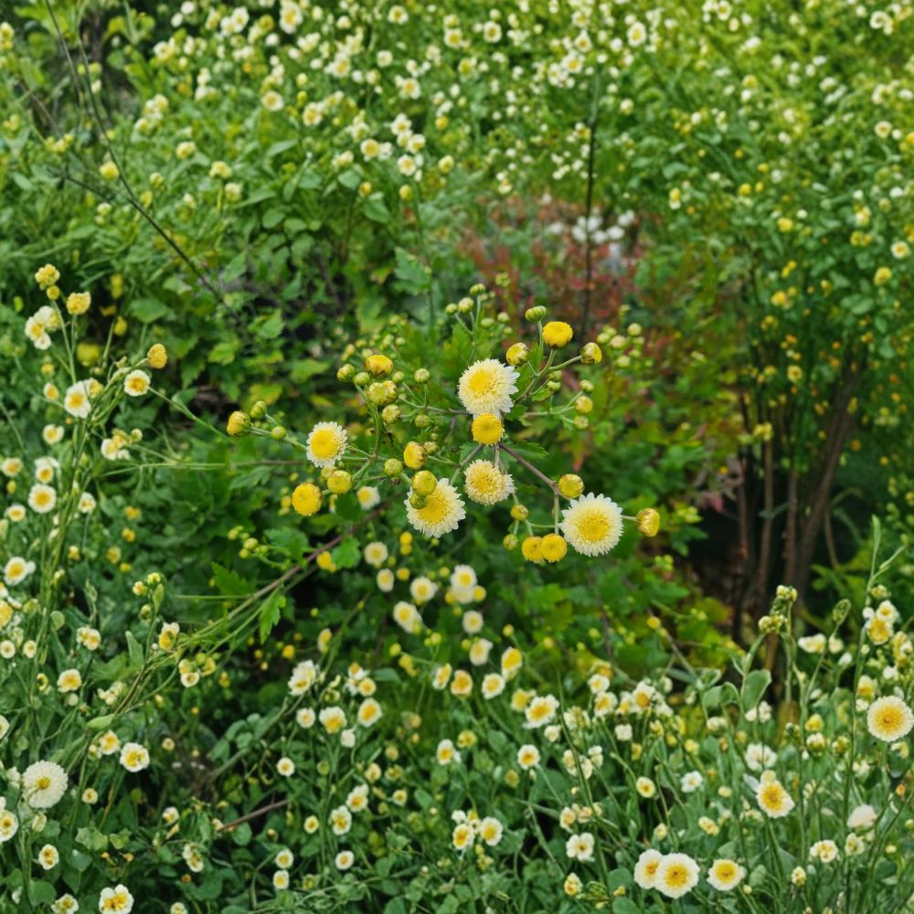 Chrysanthemum Unrooted Cuttings - 3 'Gong Ju' Tea Flower Cuttings - Chrysanthemum morifolium - Easy to Root Herbal Tea Plant