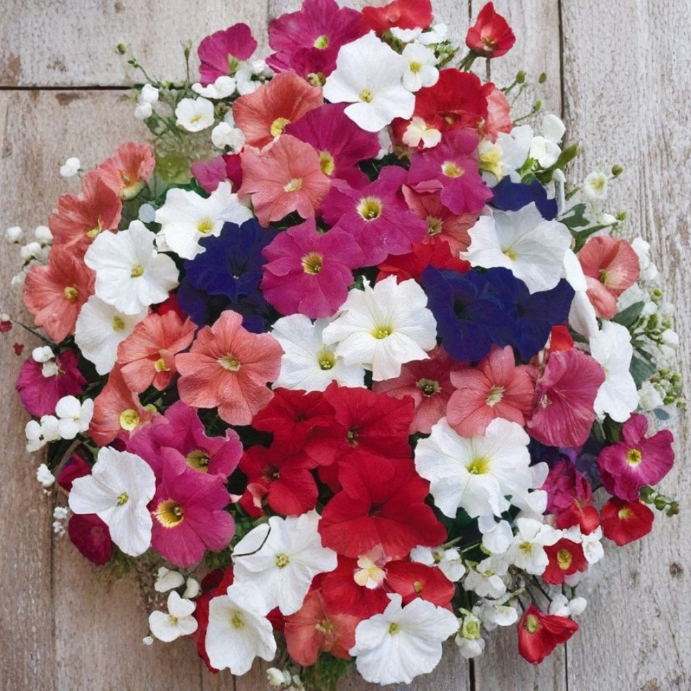 Bravo Mix Petunia Seeds - 50 Pelleted Seeds - Compact Mounding Variety - Petunia hybrida - Bright Colorful Blooms for Garden & Patio