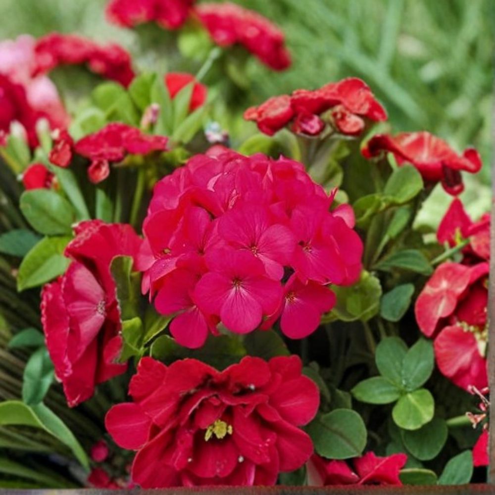 Geranium Seeds - 1,000 Count - Pinto Premium Lavender Rose - Pelargonium x hortorum - Easy to Grow for Pots & Landscape