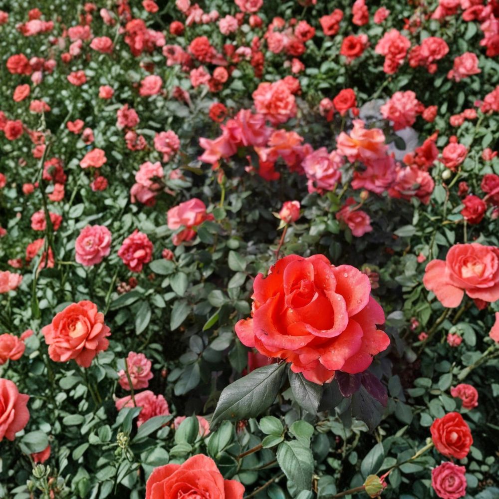 Ring of Fire Hybrid Tea Rose Plant | 5 Gallon Bush | Fiery Multi-Color Blooms | Rosa Hybrid Tea 'Ring of Fire'