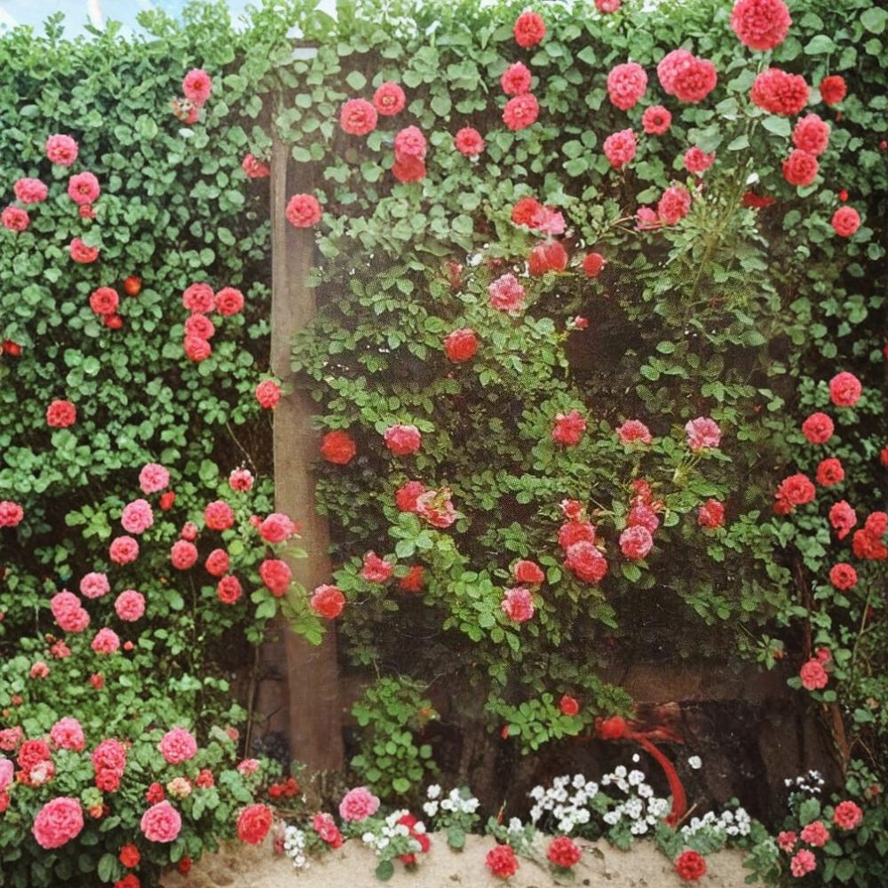 Climbing America Rose Plant - 5 Gallon Salmon Pink Blooms - Rosa Hybrid 'Climbing America' - Vigorous Flowering Vine