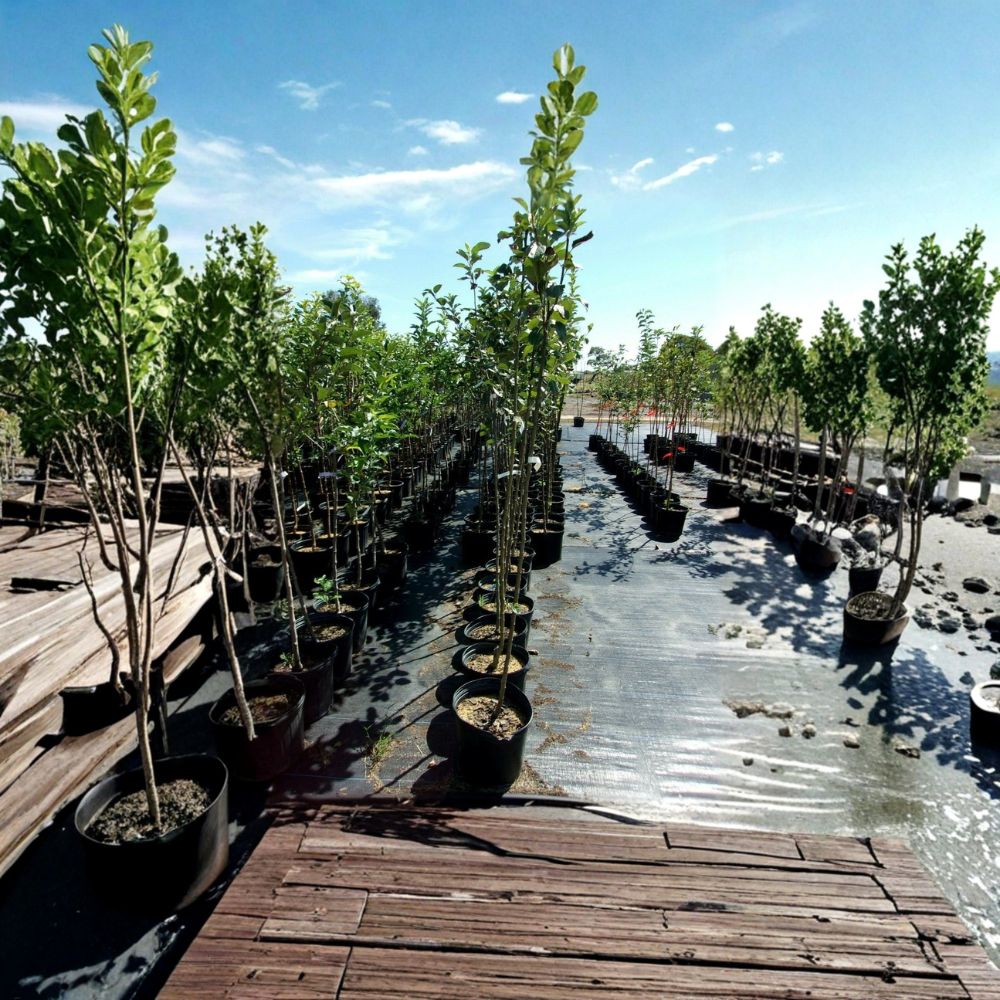 Freedom Apple Tree Live Plant | 4-6 Feet | Sweet Juicy Apples | Malus domestica 'Freedom' | Easy to Grow for Home Orchards
