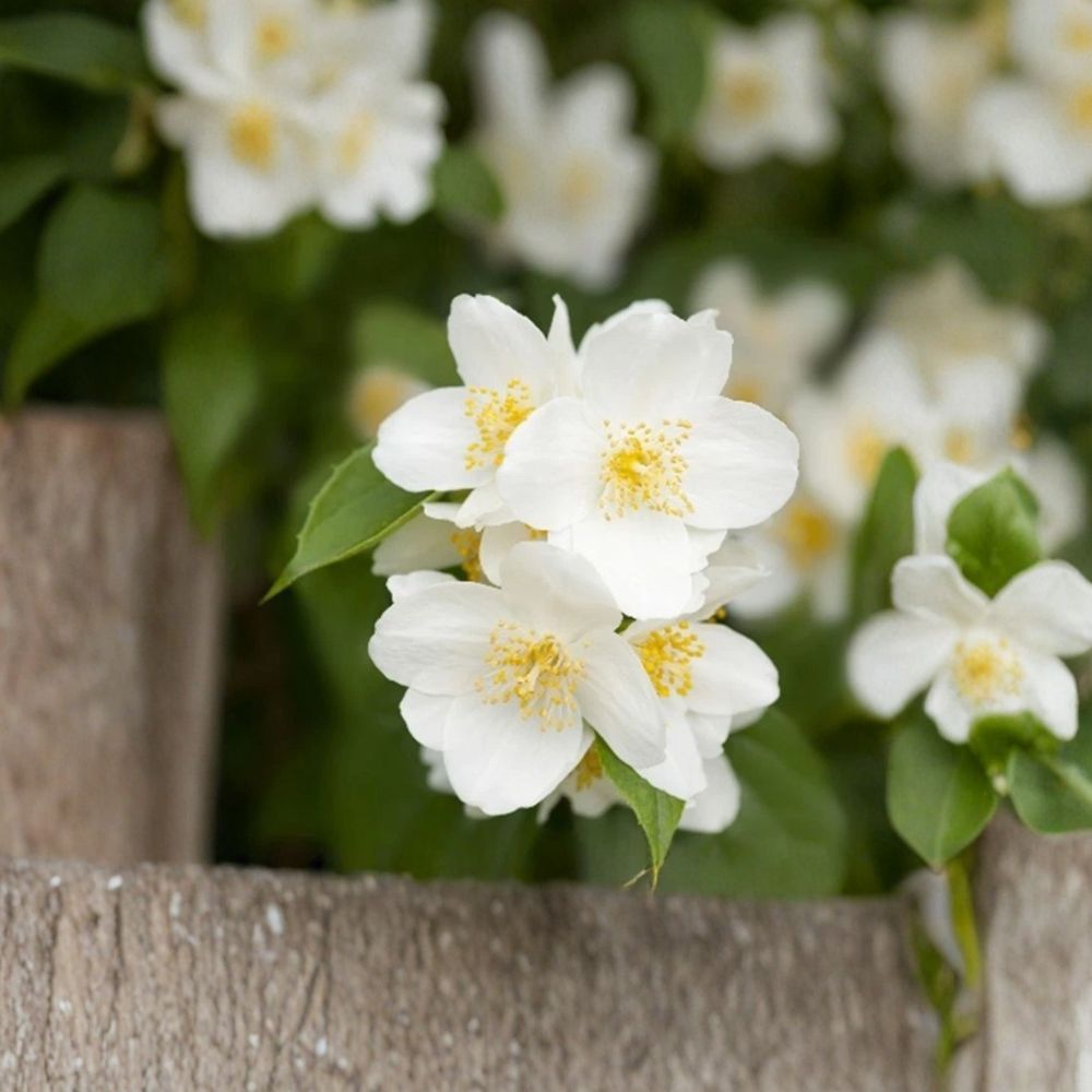 Sweet Mock Orange Plant | 12-24" Bare Root Shrub | Fragrant White Blooms | Philadelphus coronarius | Hardy Garden Shrub