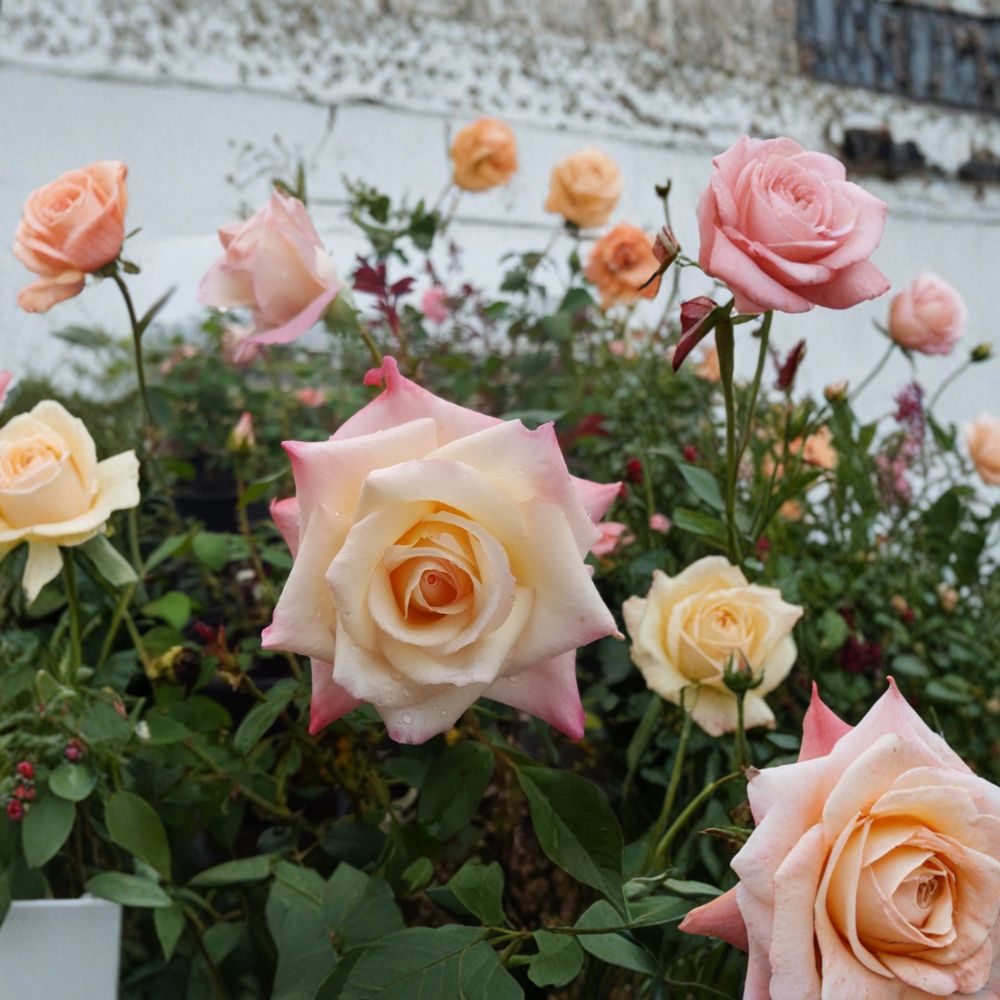 Peace Rose Live Plant | 3 Gallon | Yellow Blend Blooms | Rosa Hybrid Tea 'Peace' | Two-Year-Old Established Bush