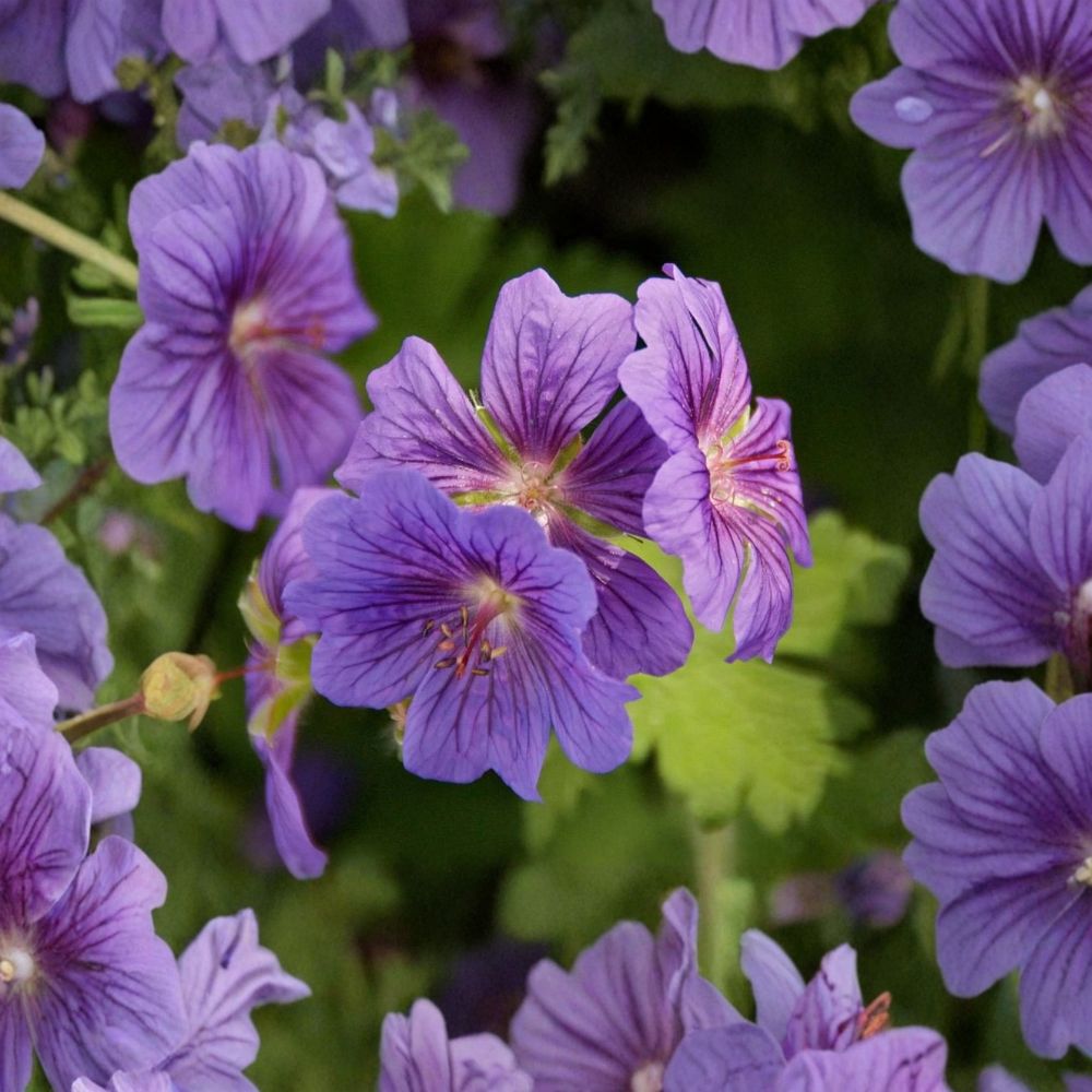 Geranium Seeds - 12+ Purple Haze Hardy Cranesbill (Geranium pratense) - Perennial Flower for Cottage Gardens & Pollinator Gardens