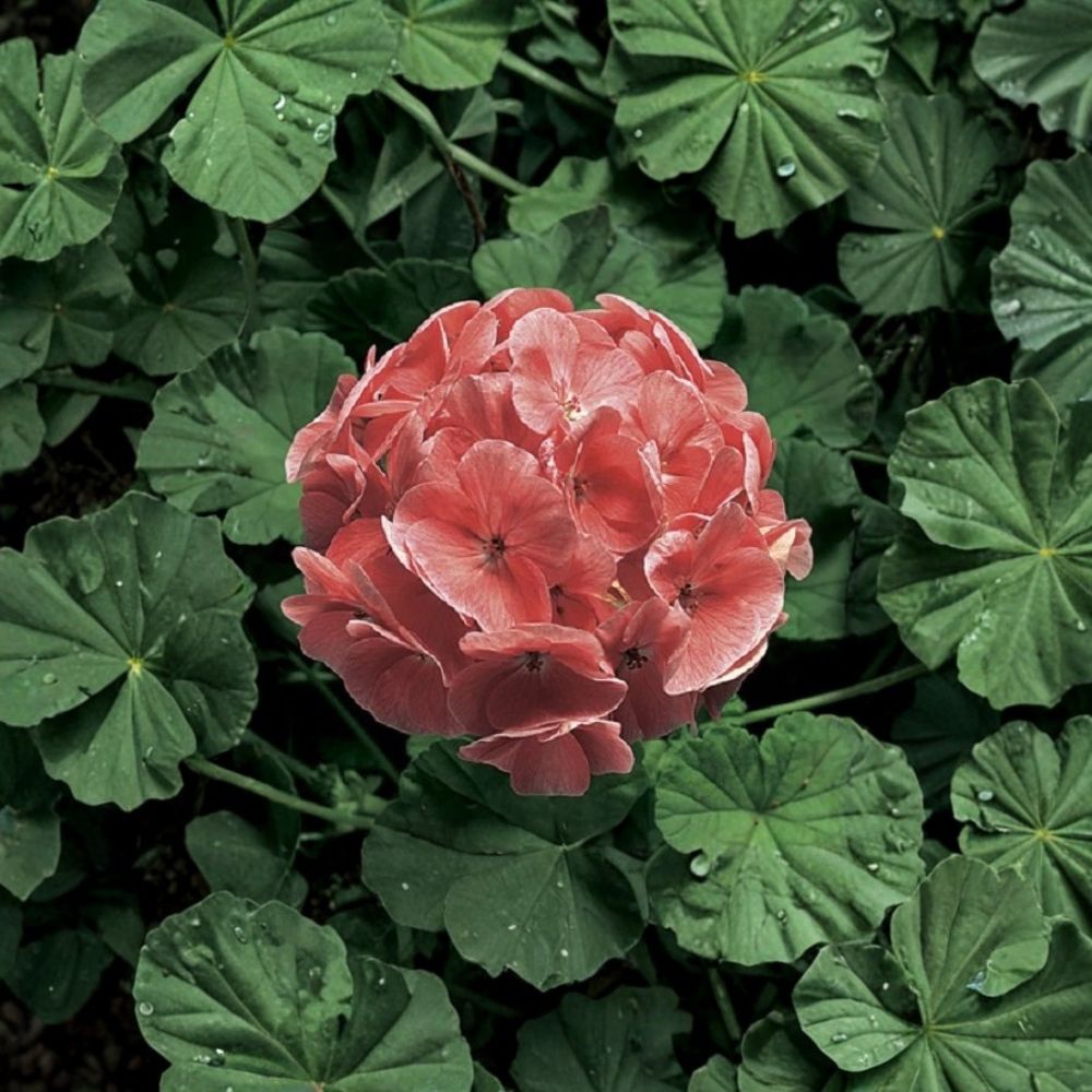 Ringo 2000 Light Salmon Geranium Seeds - 15 Zonal Flower Seeds - Pelargonium × hortorum - Easy to Grow for Containers & Patios