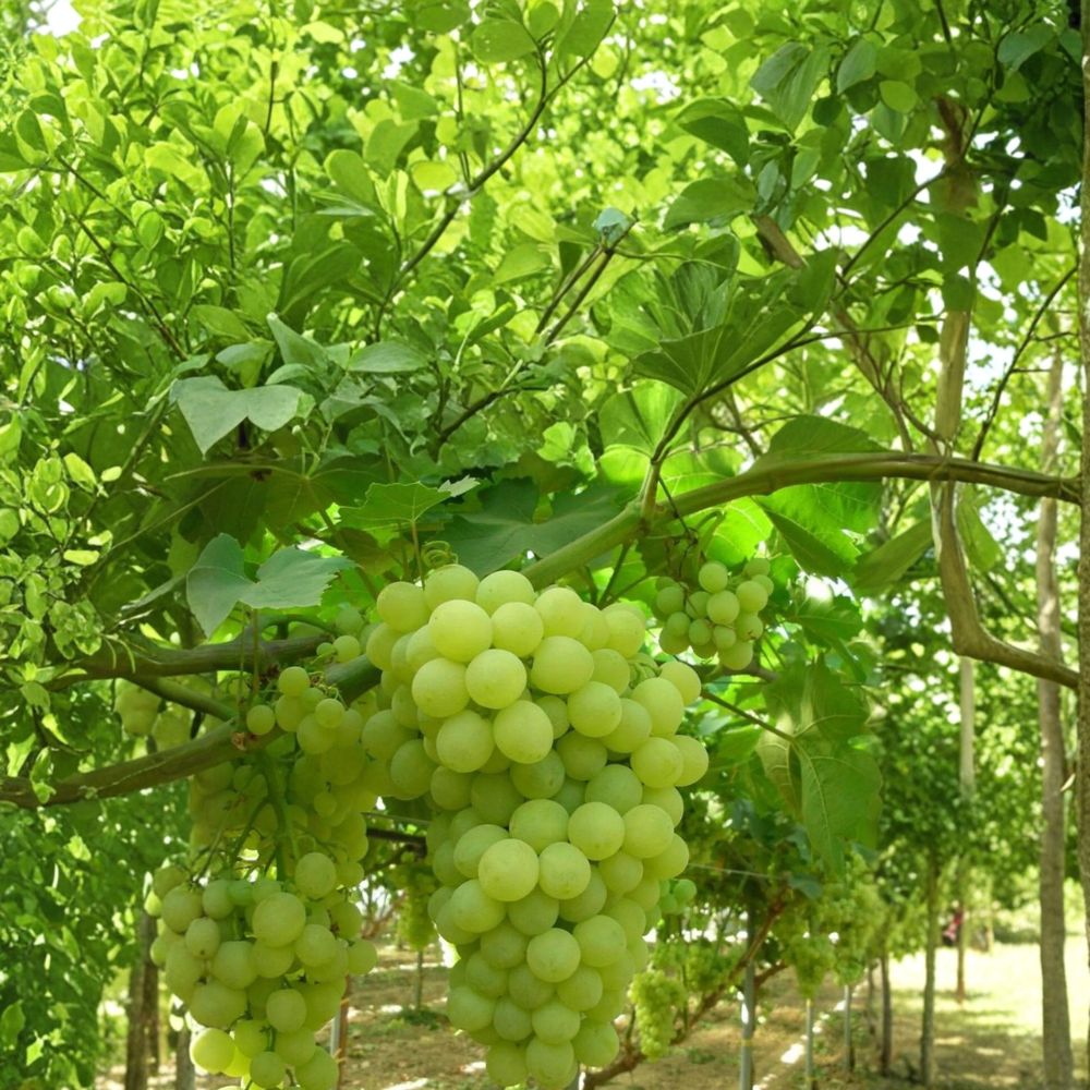 Thompson Seedless Grape Cuttings 5 Pack - Vitis vinifera Green Seedless Grapes for DIY Propagation and Home Vineyard