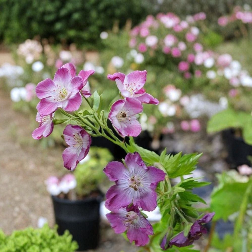 Mottisfont Rose Geranium Seeds - 25+ Pelargonium Flower Seeds - Rose Pink Blooms - Premium Garden Flowers
