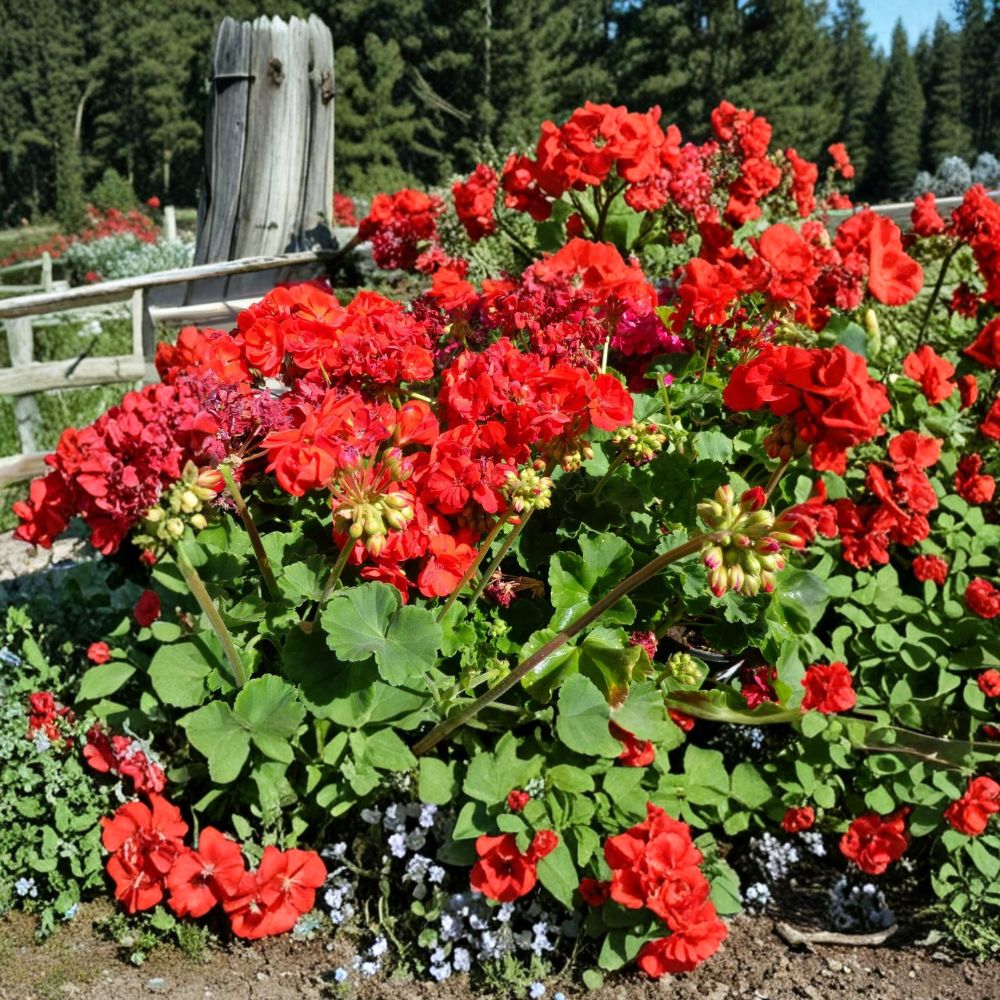 Red Geranium Cuttings - 6 Fresh Live Plant Starters | Fragrant Bright Red Blooms | Pelargonium x hortorum