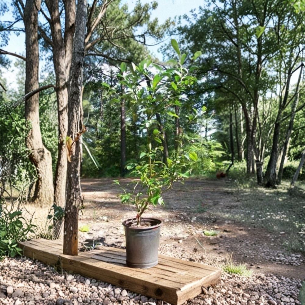 Brightwell Blueberry Plant - 1 Gallon Live Fruit Plant - Sweet Rabbiteye Blueberries - Vaccinium virgatum 'Brightwell'