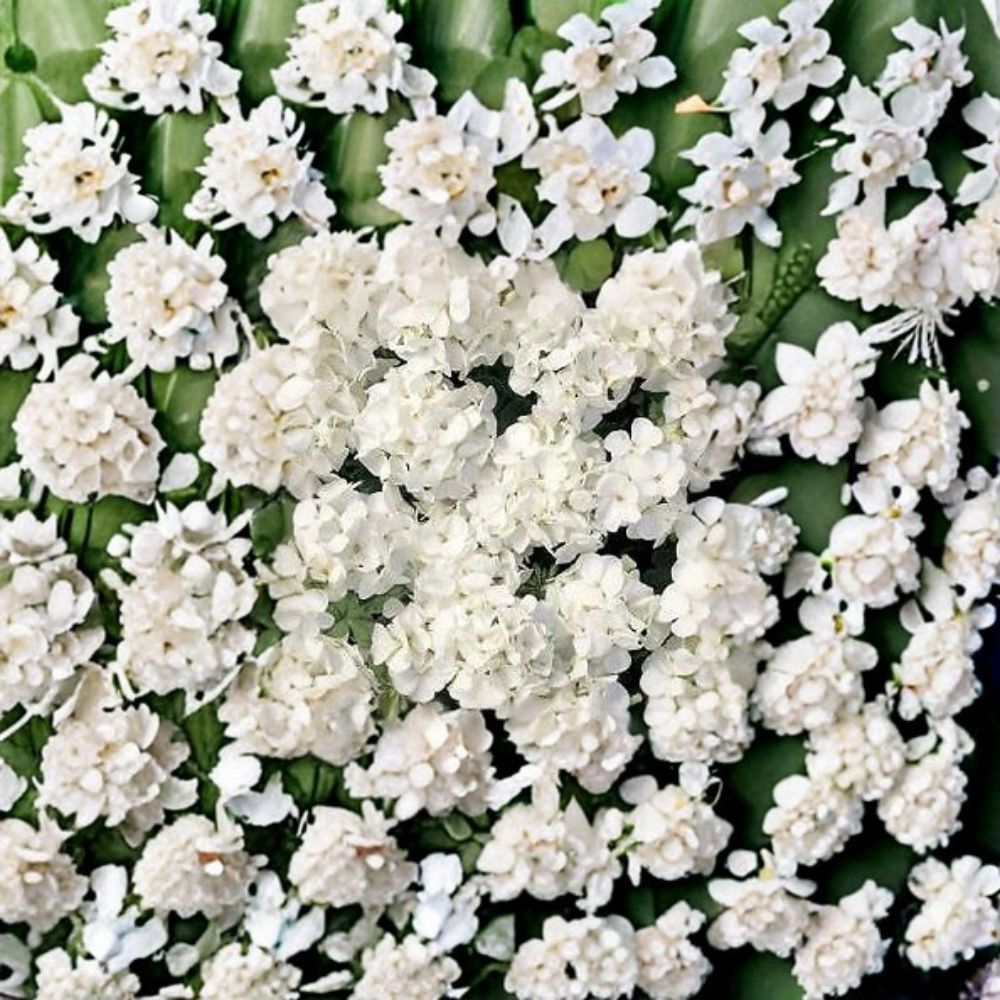Geranium Seeds 1,000 Count Multibloom White Pelargonium x hortorum | Compact Flowering Variety | Easy to Grow for Pots & Landscape